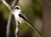 1-Mésange ou Orite à longue queue | Aegithalos caudatus | Long-tailed Tit